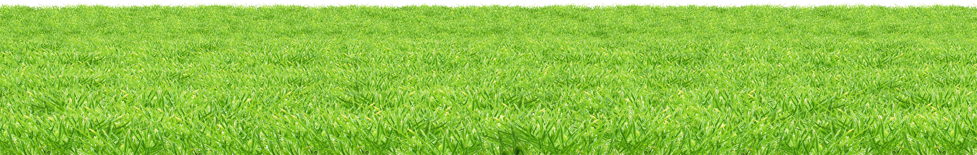 生動綠色草原紋理 壁紙 — 廣闊茂密的綠草延伸至晴朗天空下明亮的白色地平線。