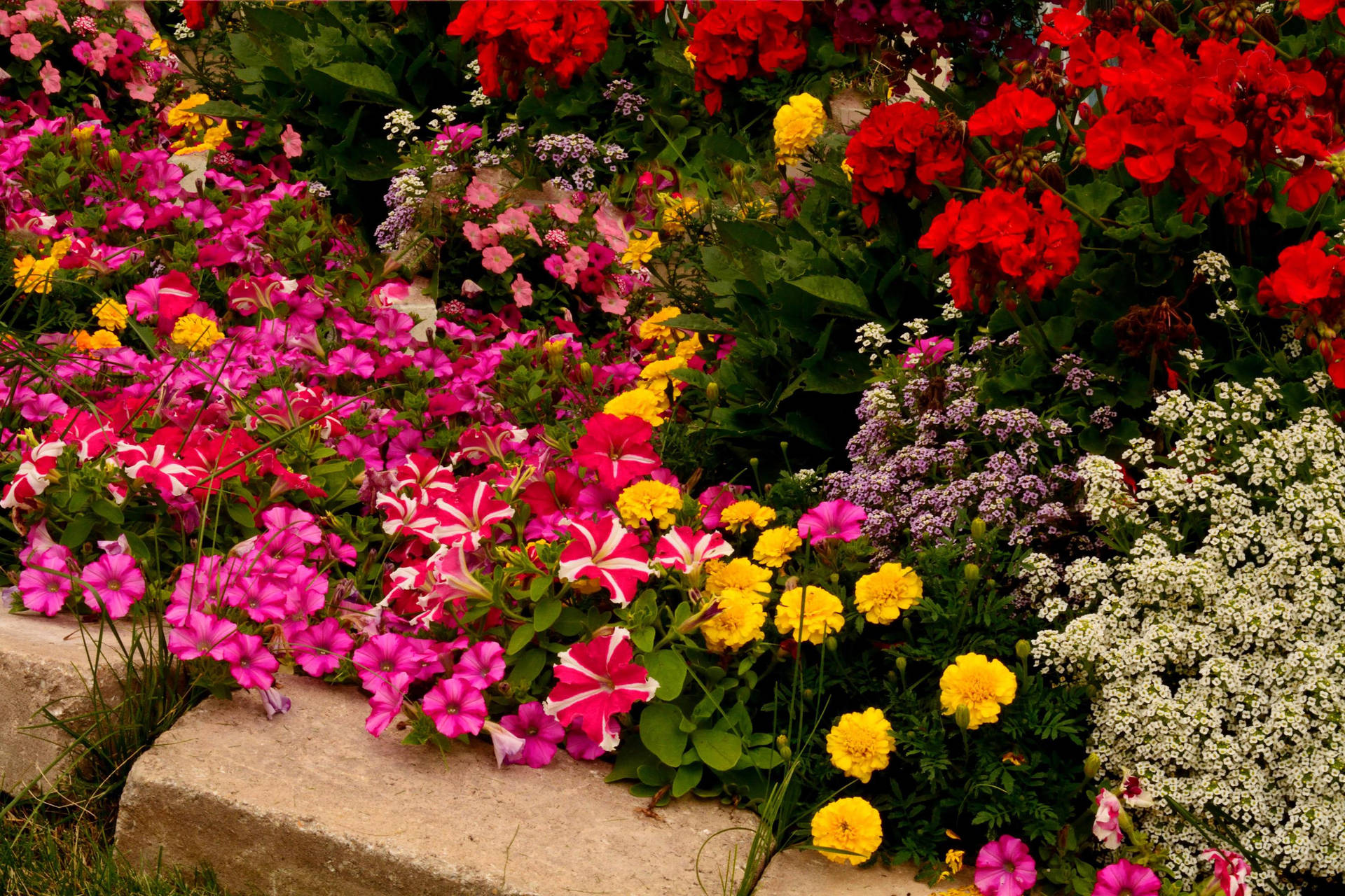 色彩繽紛的花園，粉紅、紅、黃、白色花朵從石邊溢出。