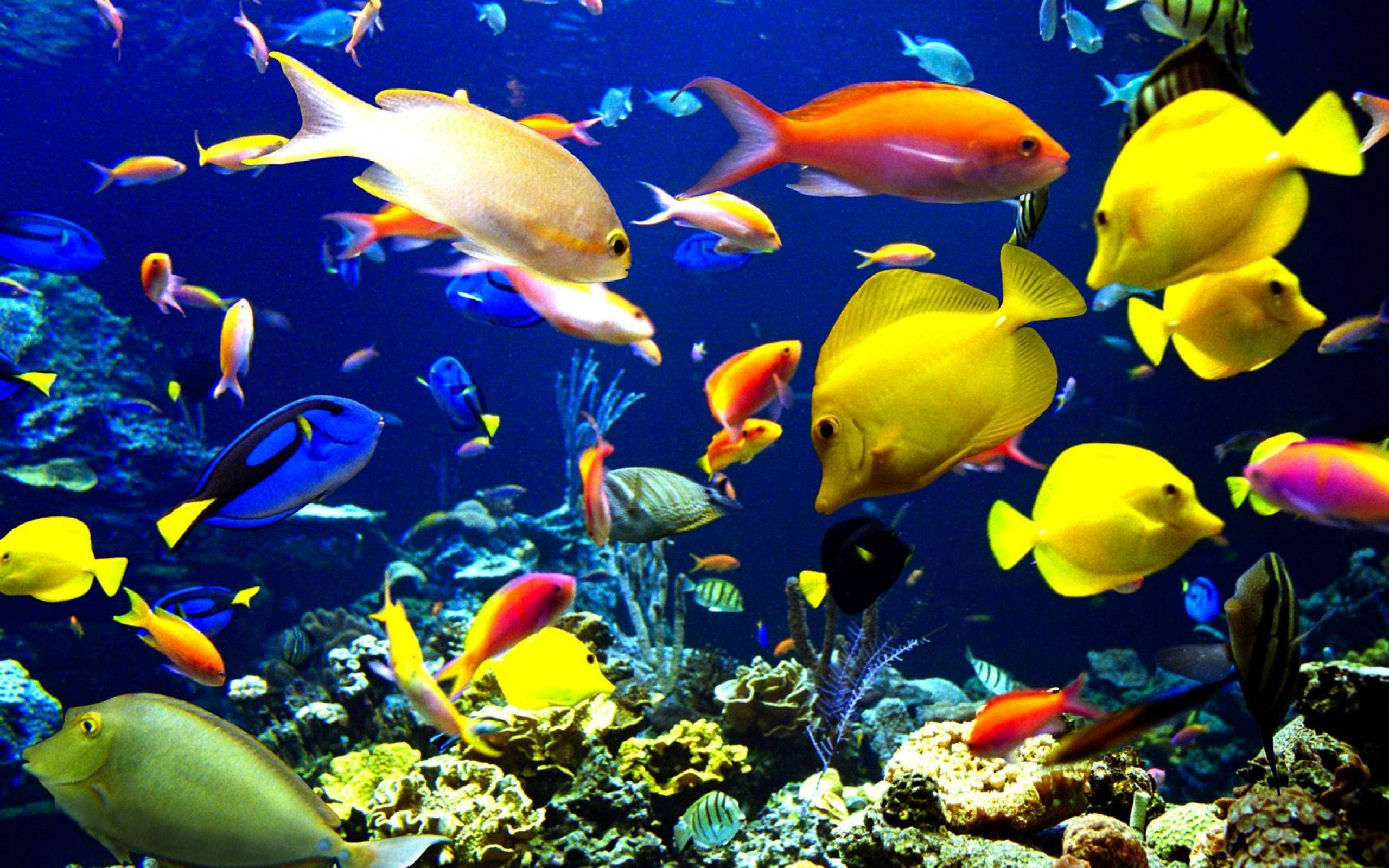 生動酷炫魚群 壁紙 — 色彩繽紛的熱帶魚在深藍色海洋中優雅地穿梭於色彩斑斕的珊瑚礁之間。