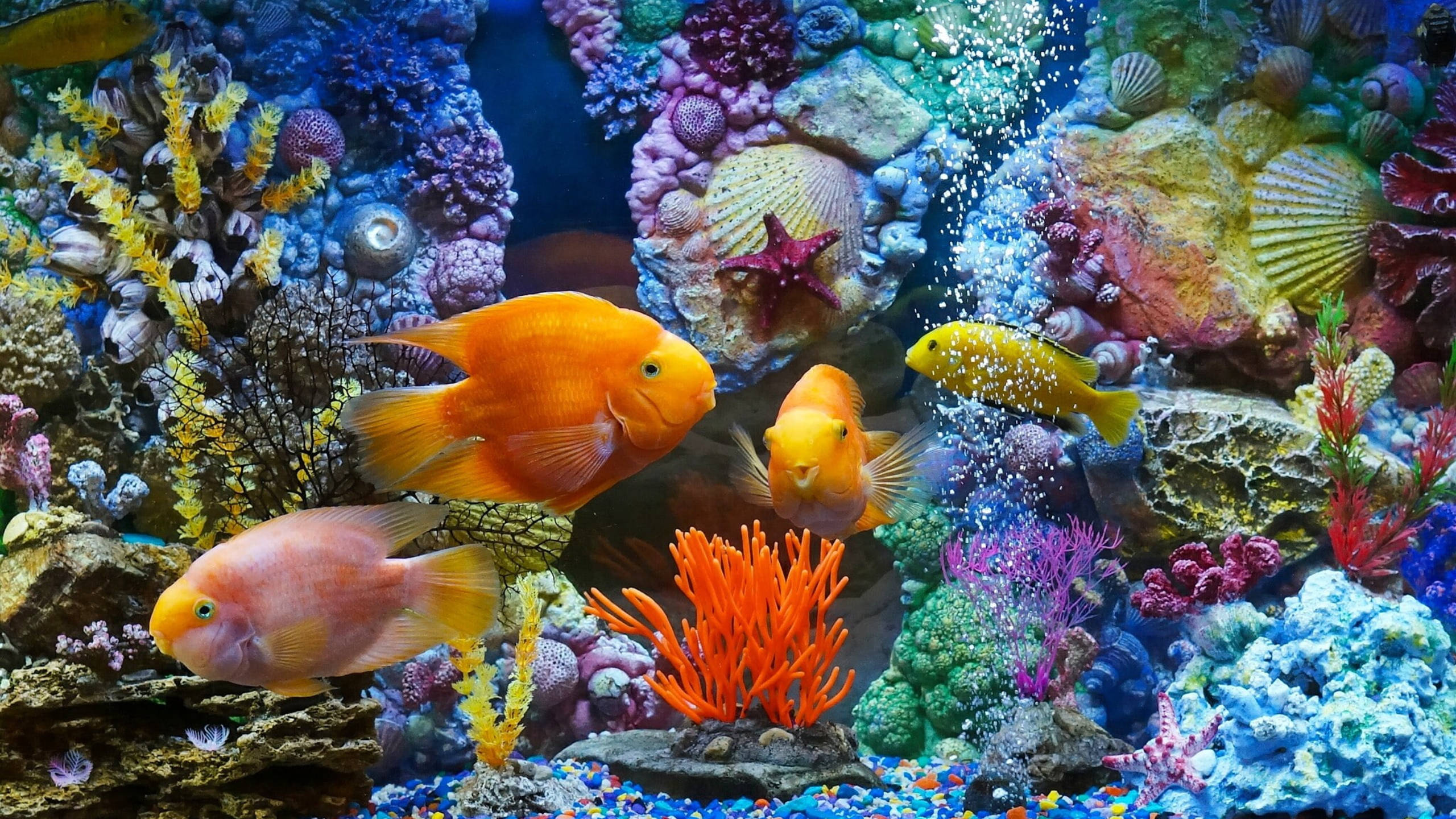 生動金魚水族箱 壁紙 — 鮮豔的橙色和粉紅色魚類在色彩繽紛的珊瑚和貝殼中游動，營造出熱鬧的水族館場景。