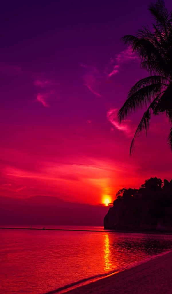 生命歷程的倒影 壁紙 — 熾熱的夕陽將天空和海洋染成鮮豔的洋紅色和深紅色，棕櫚樹在地平線上形成剪影。