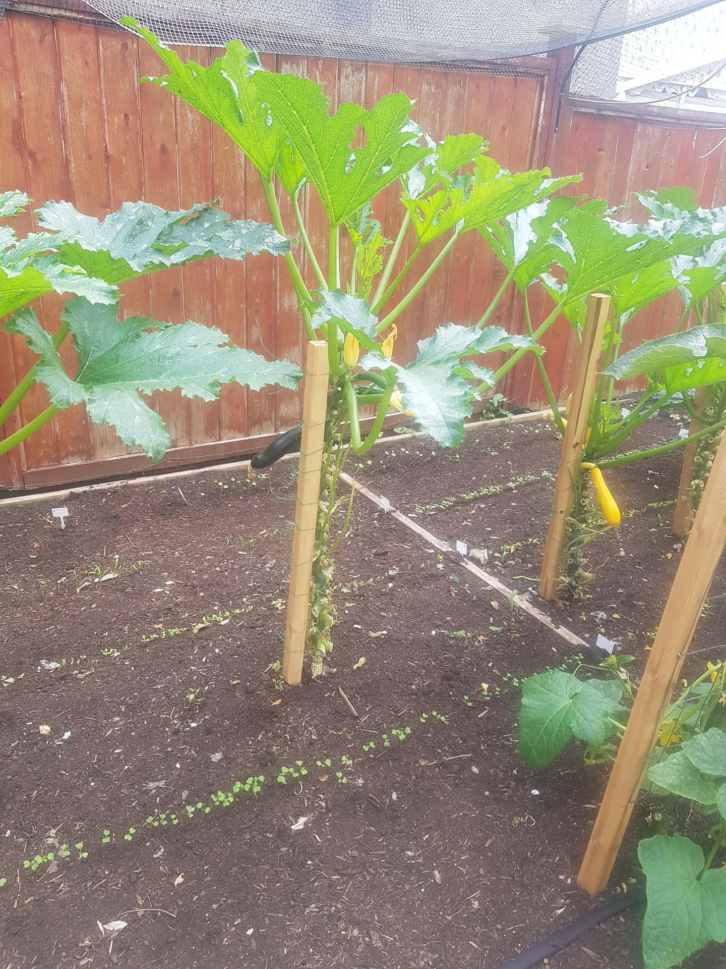翠玉瓜植物在帶有木樁和上方網的花園床中生長。