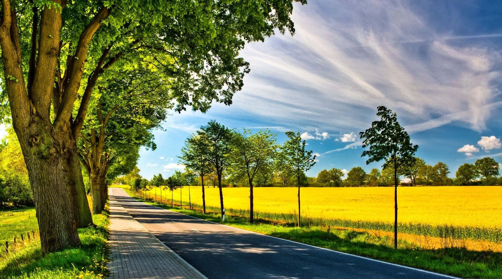 生機盎然的夏日風景 壁紙 — 一條蜿蜒的道路穿過一片充滿活力的黃色田野，在明亮的藍天下，有縷縷白雲和茂密的綠樹排列在路旁。