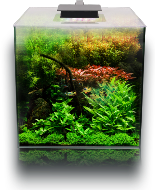 生機盎然的水族箱佈置 壁紙 — 一個充滿活力的水族箱，在明亮燈光下，佈滿茂密的綠色和紅色水生植物以及色彩繽紛的小魚。