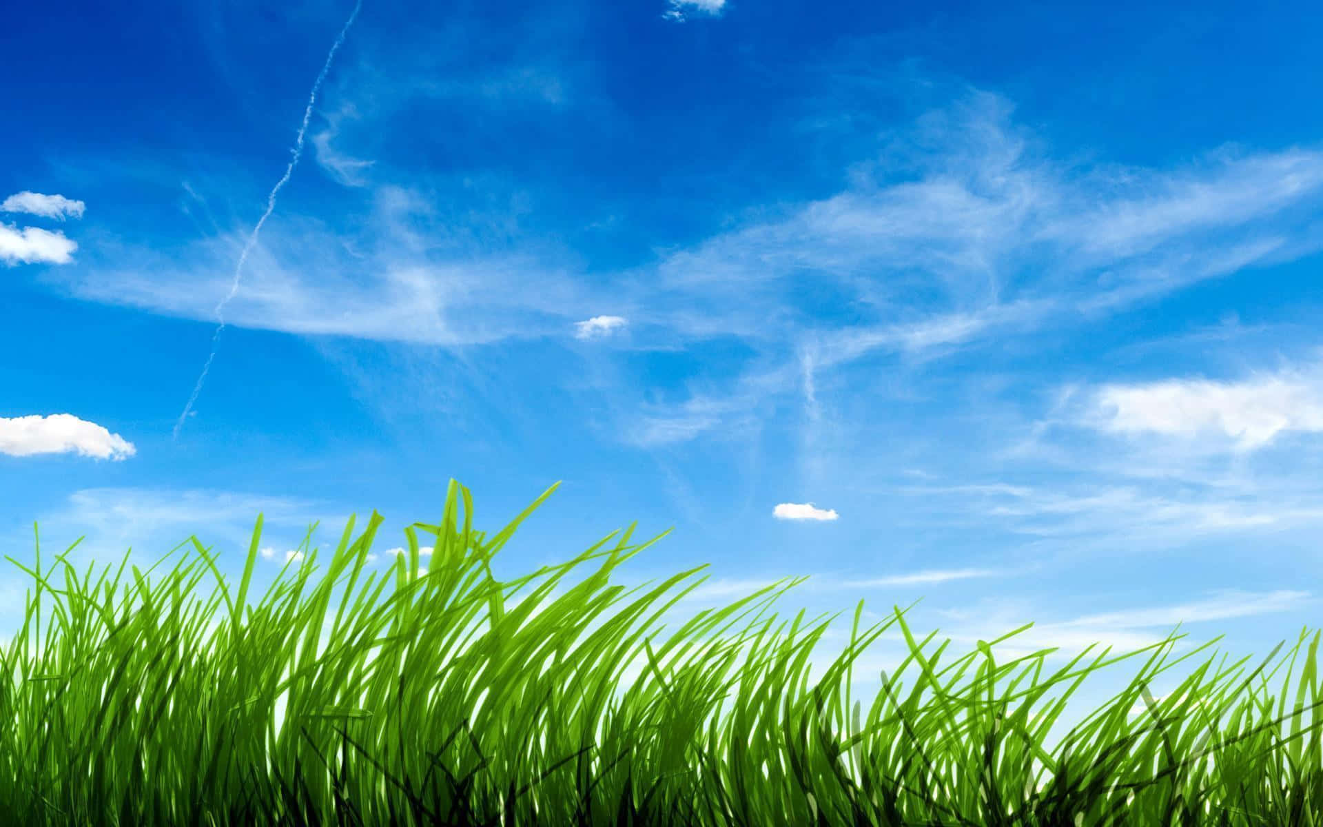 生機盎然的翠綠草地景觀 壁紙 — 充滿活力的綠色草葉在明亮的藍天下搖曳，天空中有縷縷白雲和淡淡的飛機雲。