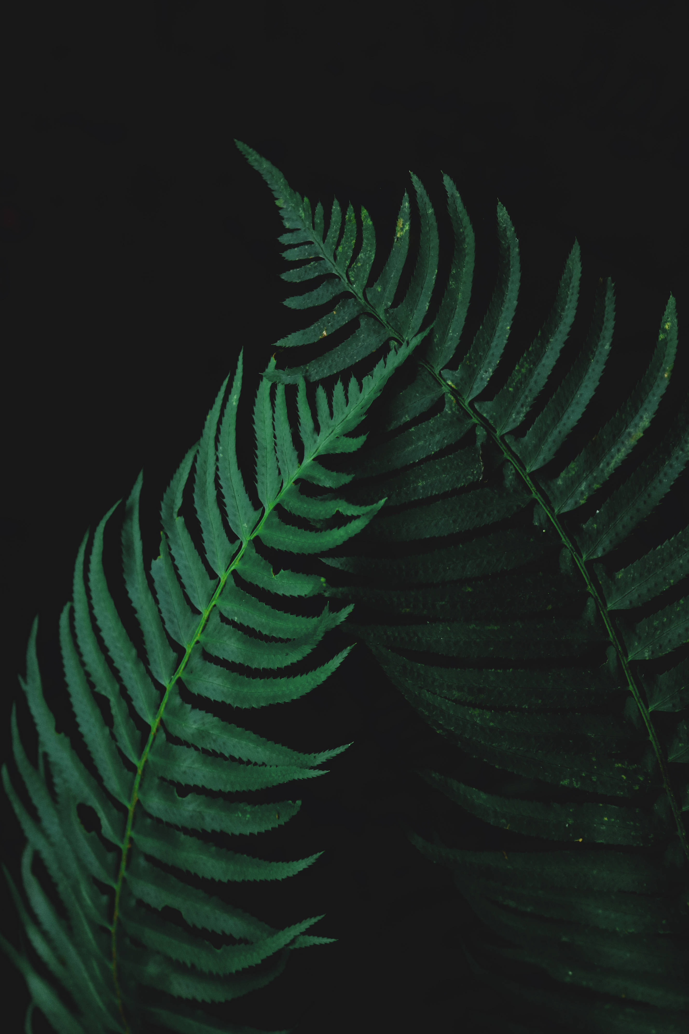黑色背景上的兩片綠色蕨葉