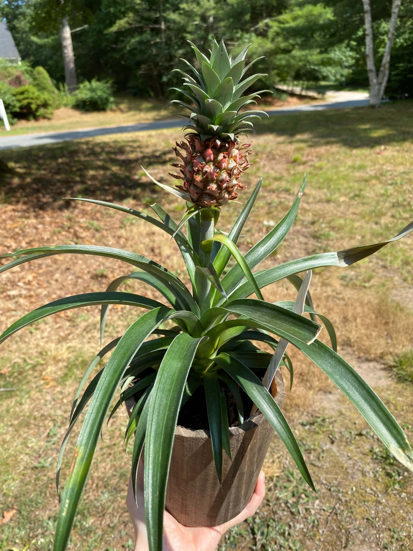 手捧著盆栽菠蘿植物，果實正在生長，在草地上。