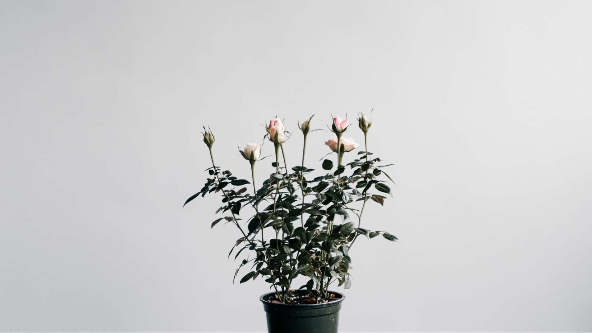 生活中的美學 壁紙 — 一盆玫瑰灌木，帶有粉紅色的花蕾和深綠色的葉子，立在純淺灰色背景前。