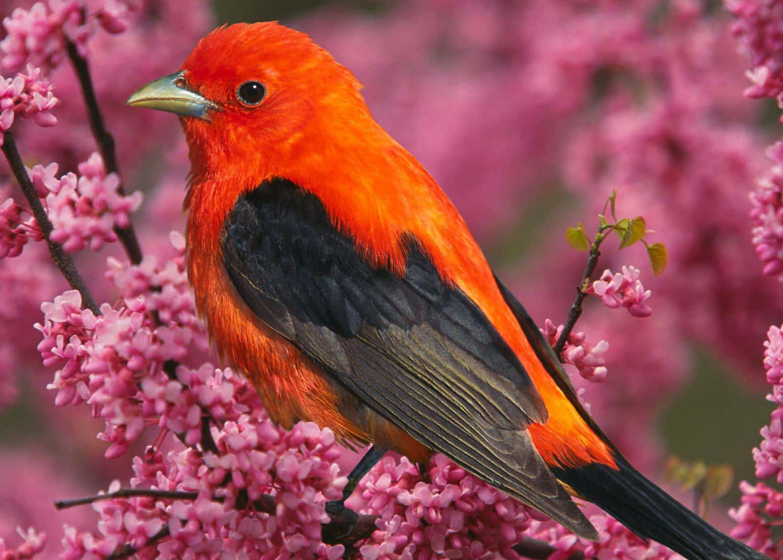 🐦「生活多點樂趣更美好！」 壁紙 — 一隻鮮豔的橙色鳥兒，翅膀黑色，棲息在柔和的粉紅色花朵之間，呈現春日景象。