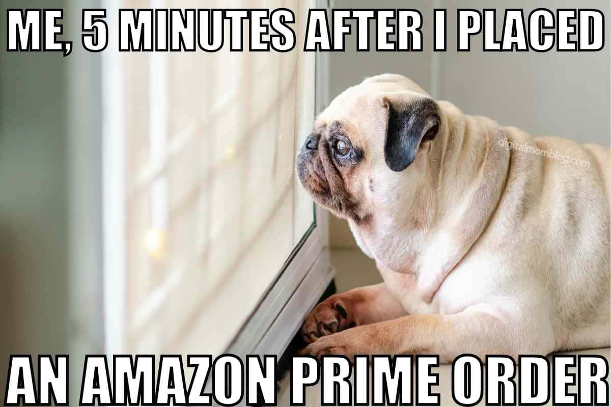 生活本來就是個玩笑！ 壁紙 — 一隻八哥狗在下了Amazon Prime訂單後，帶著無奈的表情渴望地望向窗外。