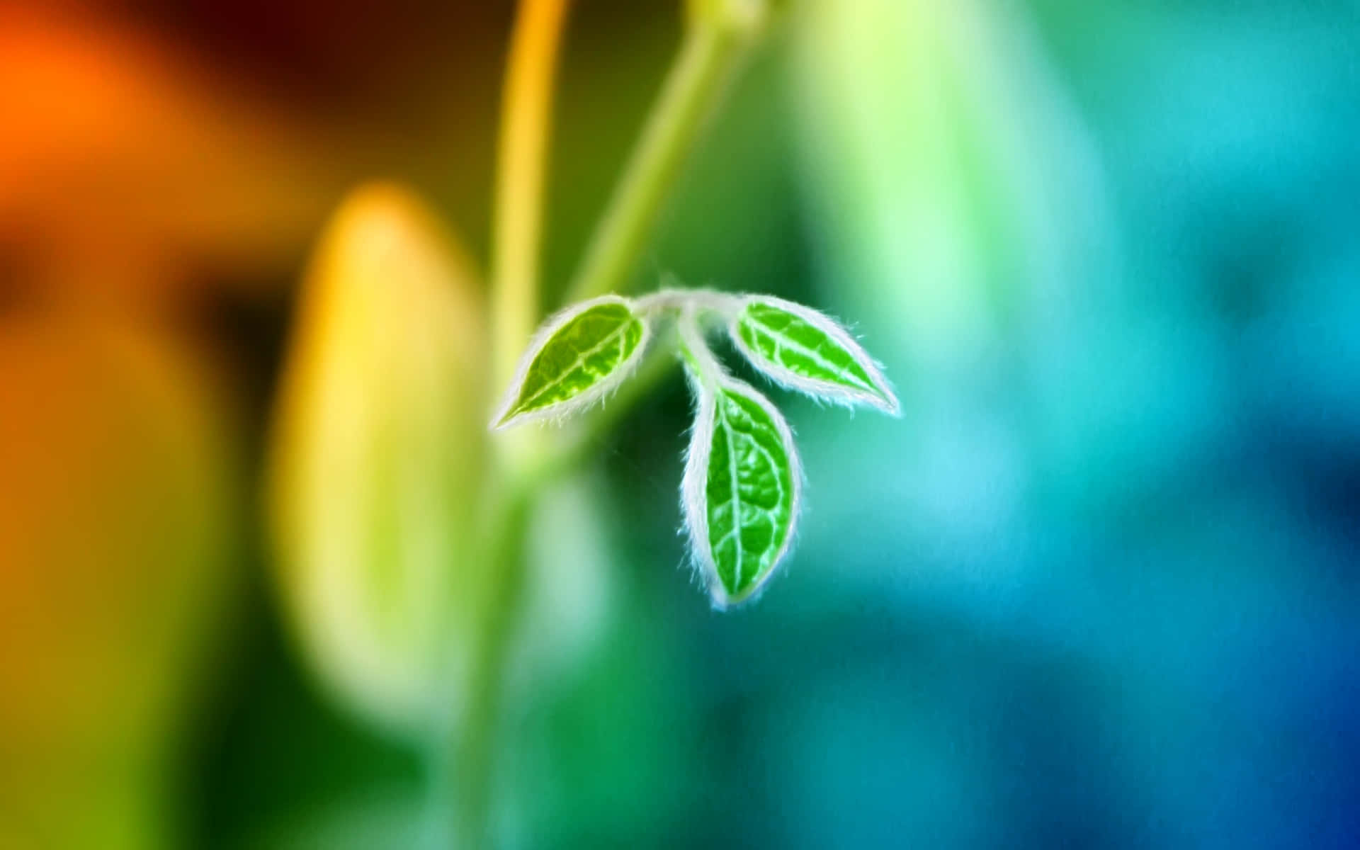 植物莖上幼嫩毛茸茸綠葉的特寫，帶有色彩繽紛的模糊背景。