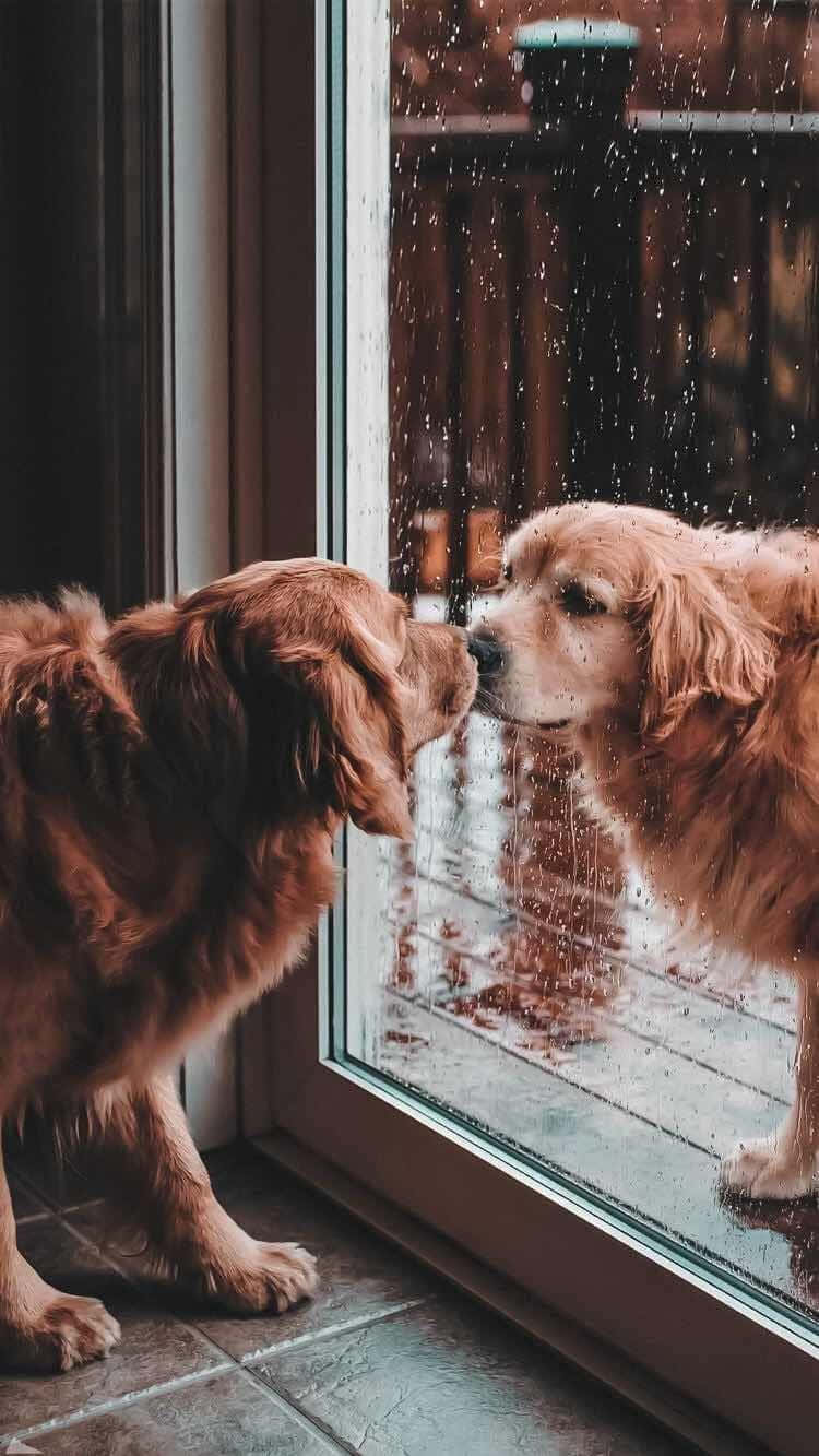 金毛尋回犬在雨痕斑斑的窗戶上看著自己的倒影。