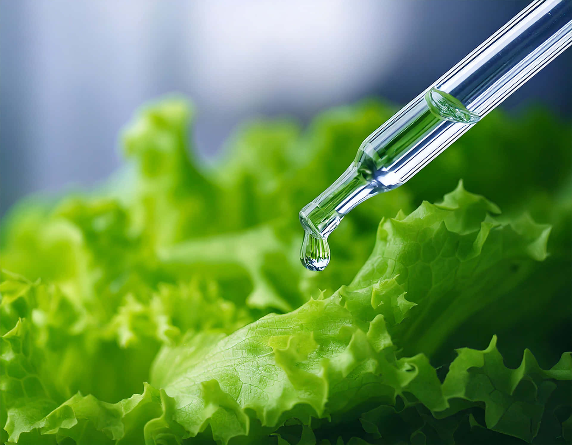 生菜葉 壁紙 — 一個透明滴管將一滴閃亮液體滴在柔焦的鮮綠色生菜葉上。