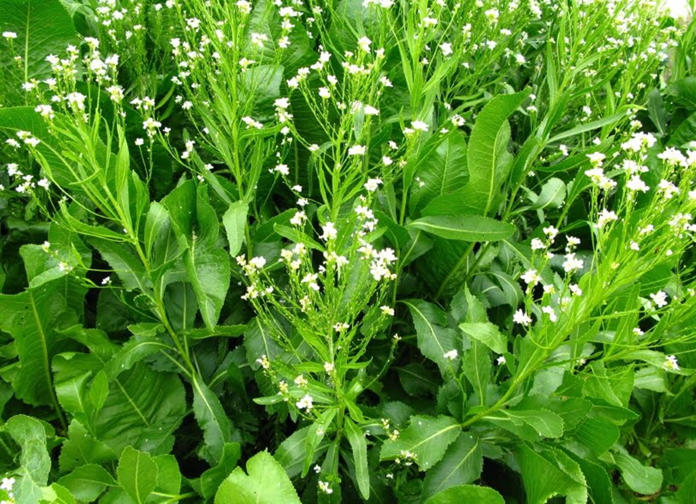 生長中的辣根植株 壁紙 — 茂密的綠色植物開著精緻的白色花朵，在充滿活力的自然田野中密集綻放。