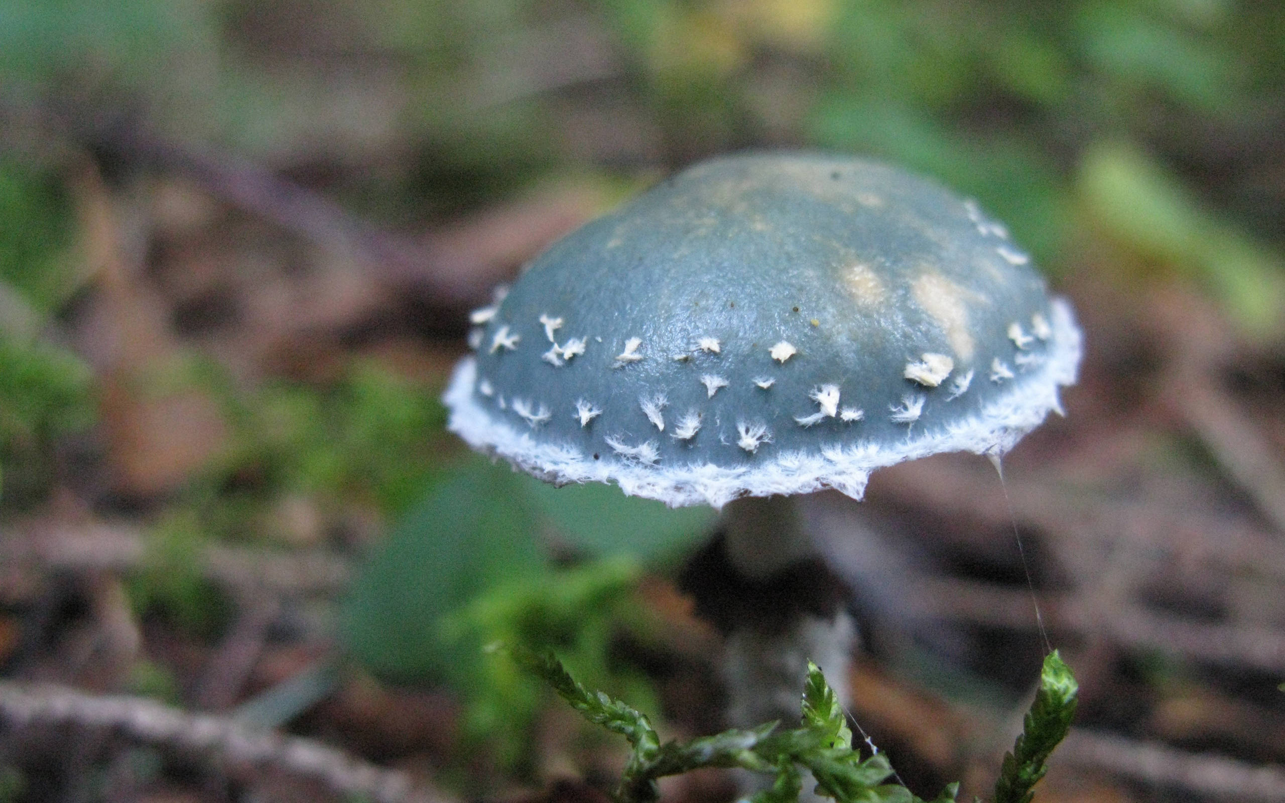 生長在地上的可愛綠色蘑菇 壁紙 — 森林中苔蘚和落葉間生長的藍綠色蘑菇特寫，帶有白色斑點。
