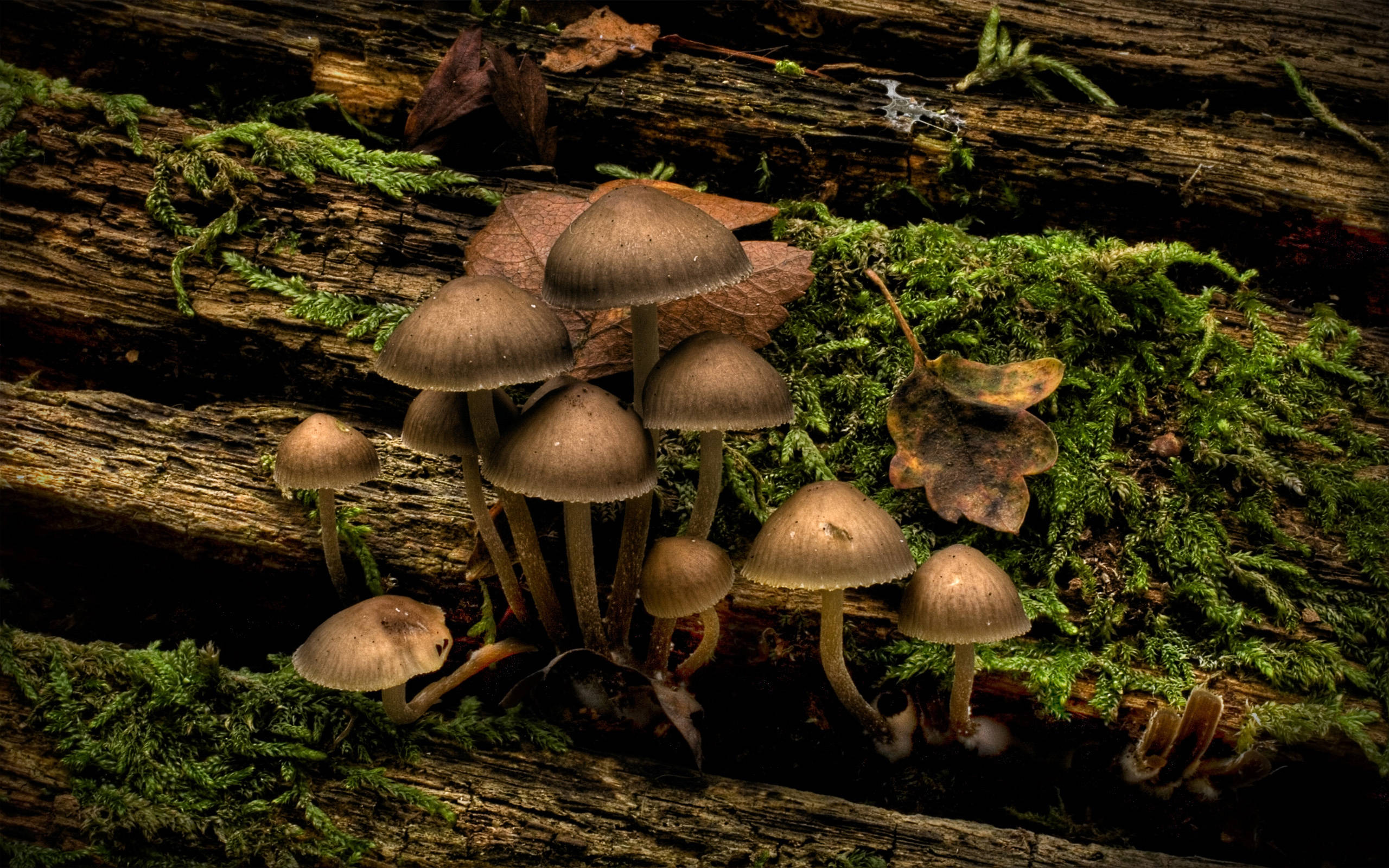 生長在木頭與苔蘚上的可愛蘑菇 壁紙 — 一簇棕色蘑菇生長在長滿苔蘚的腐木上，周圍散落著落葉。