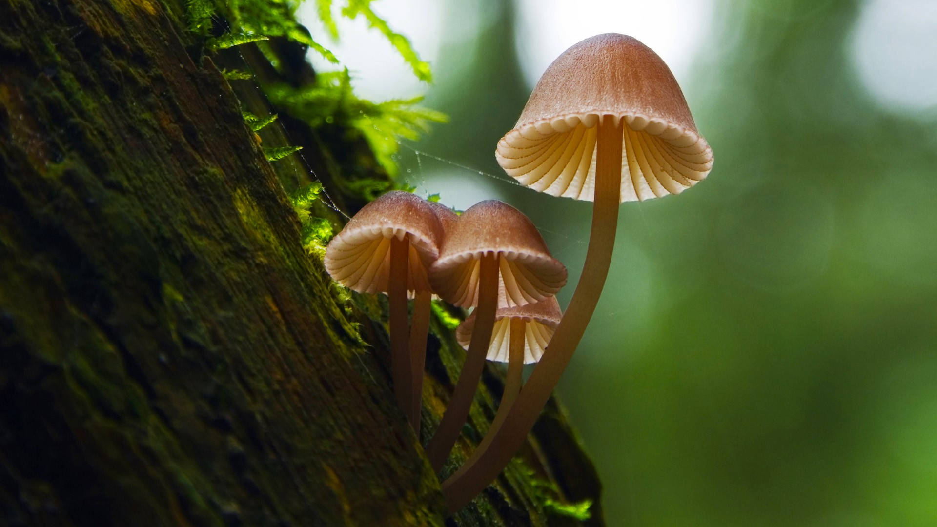 生長在樹幹上的可愛Mycena renati蘑菇 壁紙 — 三朵精緻的粉紅色蘑菇，菌褶朝下，從長滿苔蘚的樹幹上長出，在一片柔和的綠色森林中。