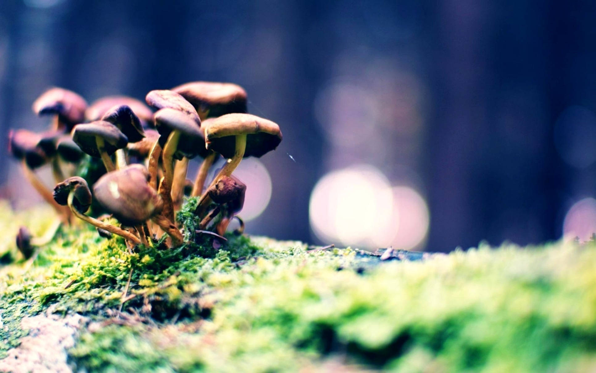 生長在綠苔上的可愛深棕色蘑菇群 壁紙 — 細小的棕色蘑菇在森林環境中聚集在鮮綠色的苔蘚上，伴隨著柔和的散景光。