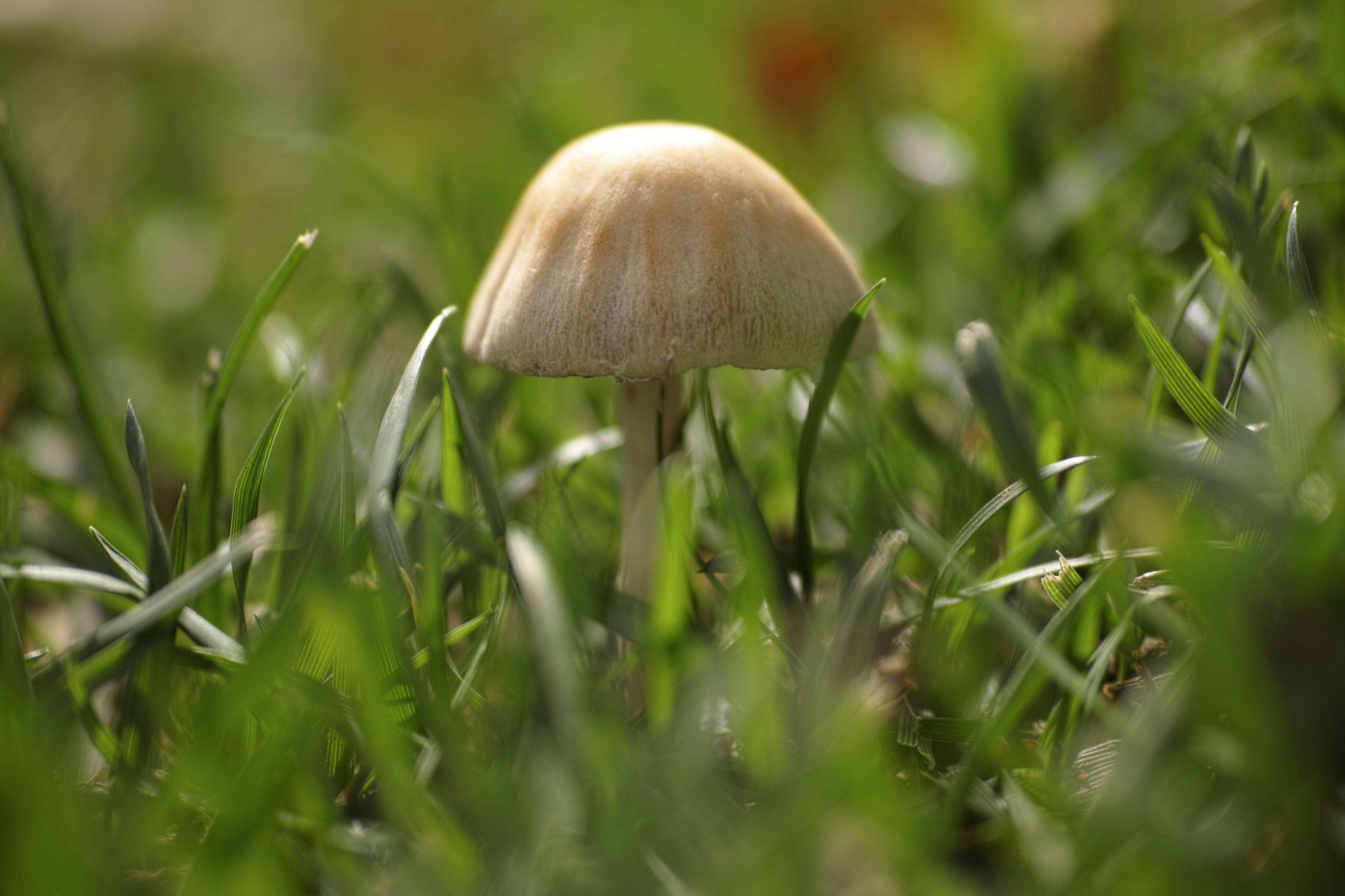生長在草中的可愛棕色蘑菇 壁紙 — 一朵淡色蘑菇從陽光普照的草地上鮮綠的草叢中冒出，背景帶有柔和散景效果。