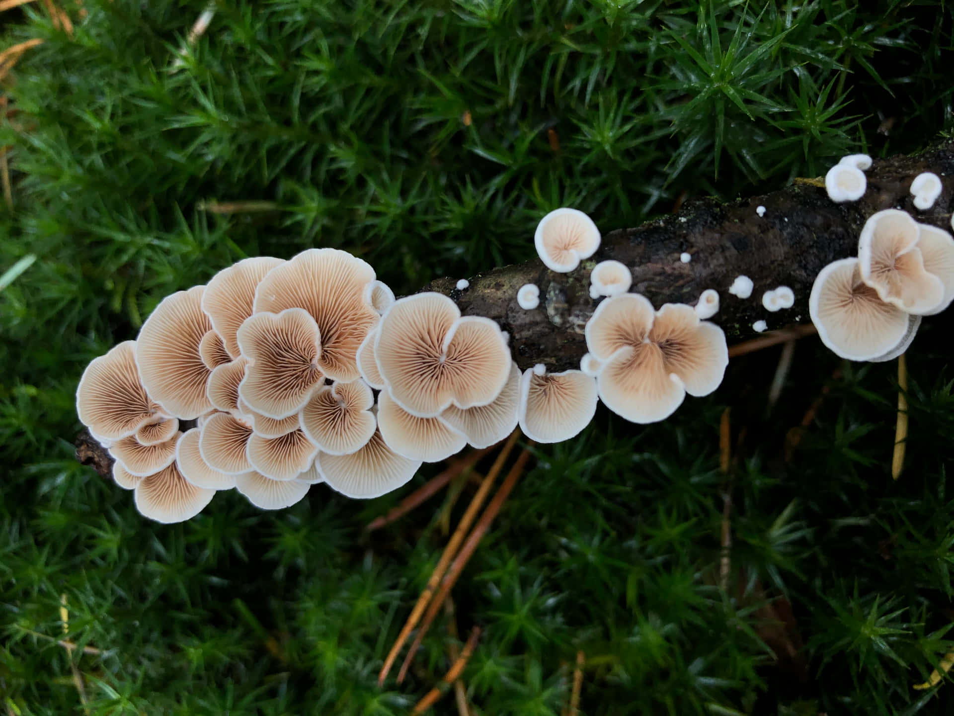 在綠色苔蘚中的樹枝上生長的米色蘑菇群。