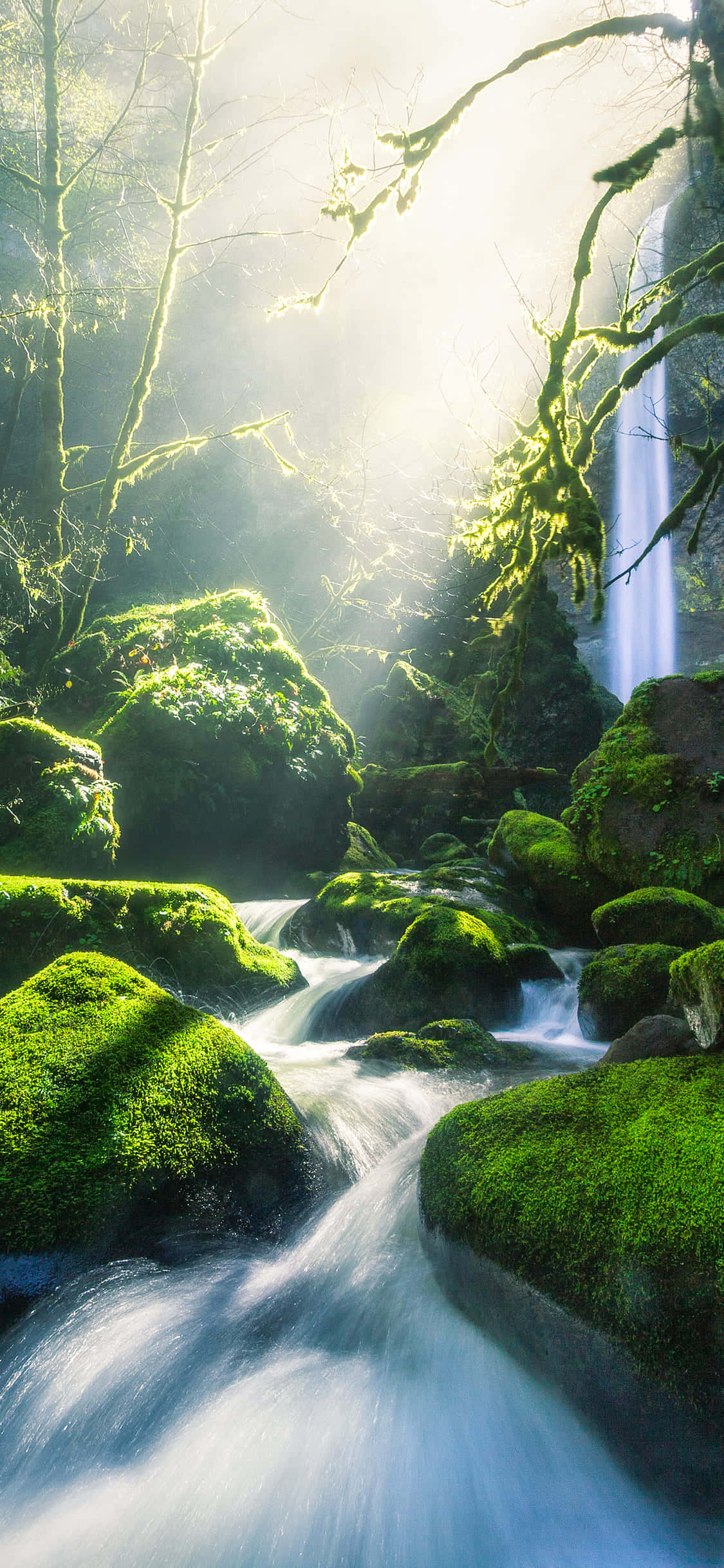 用 Green Nature iPhone 貼近大自然 壁紙 — 陽光穿過光禿禿的樹木，照亮了長滿苔蘚的森林溪流，流向隱藏的瀑布。