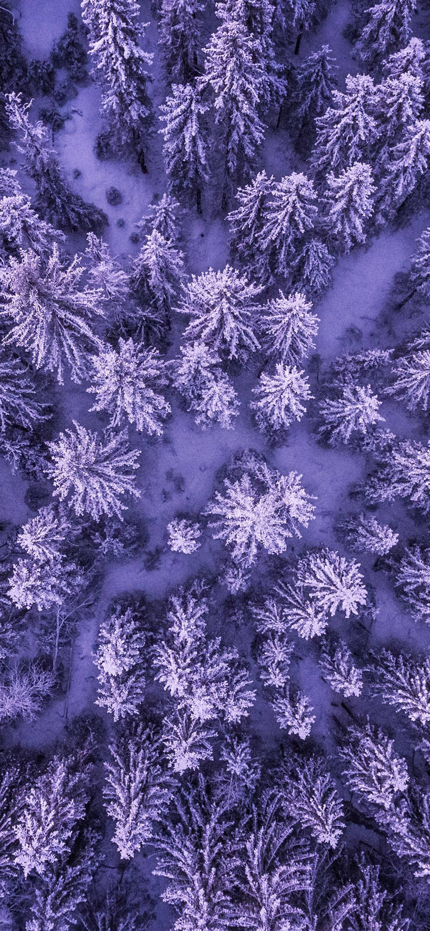 從上方看到的被雪覆蓋的松樹在紫色天空下。