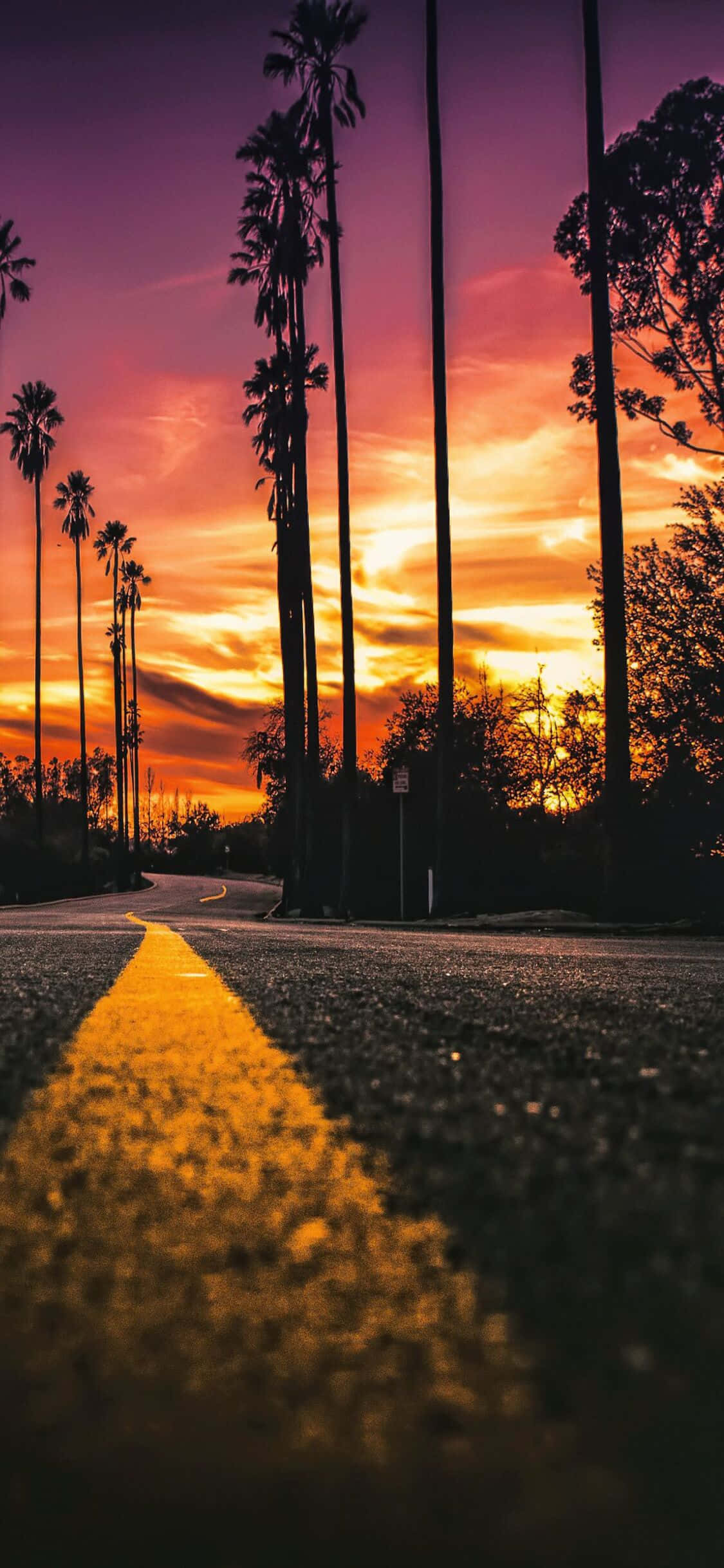 用 iPhone X 欣賞加州美景 壁紙 — 在火紅橙紫天空下，一條蜿蜒的道路被高大的棕櫚樹剪影所框住。