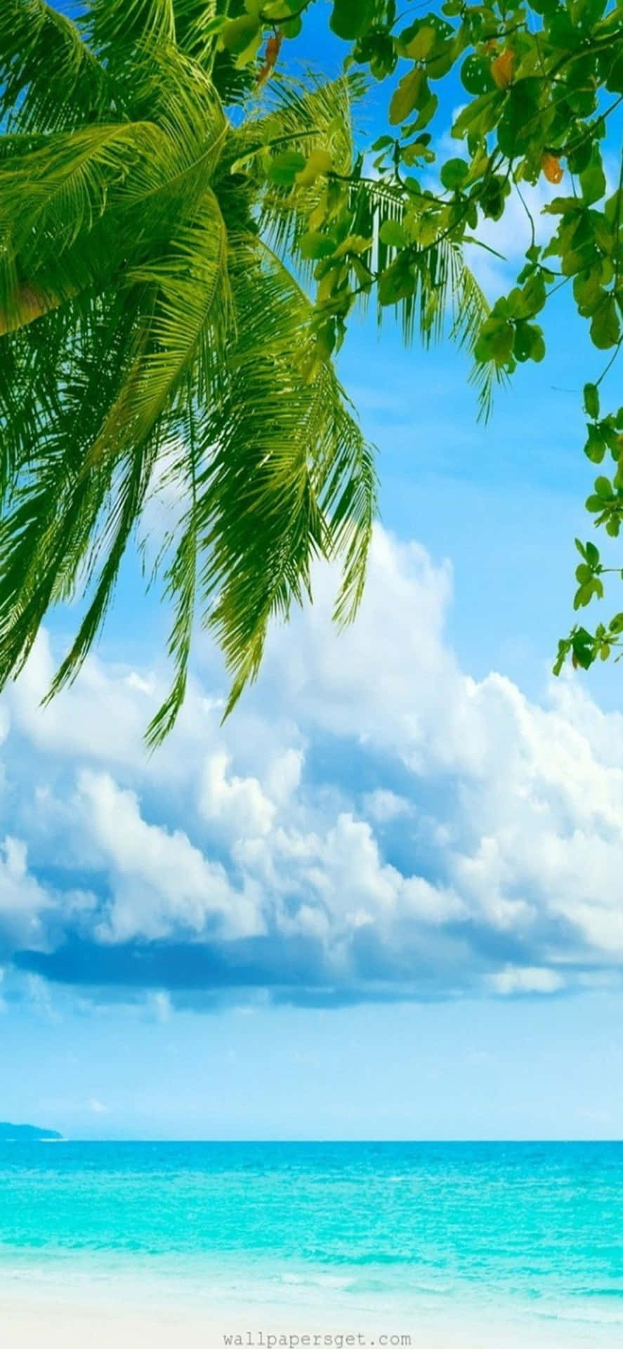 棕櫚樹在明亮藍天和蓬鬆雲朵下的碧綠海洋上搖曳。