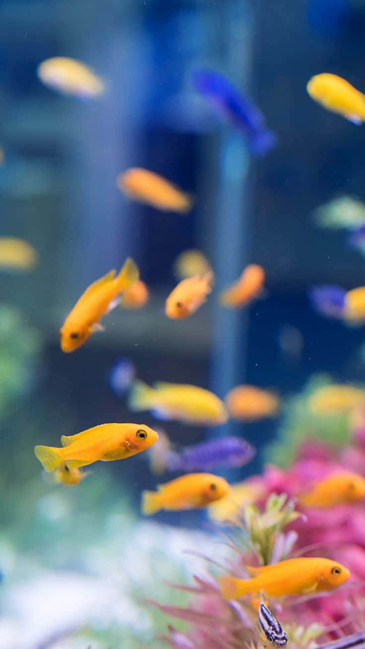明亮的橙色和藍色魚兒在水族箱中的粉紅色珊瑚間游動。