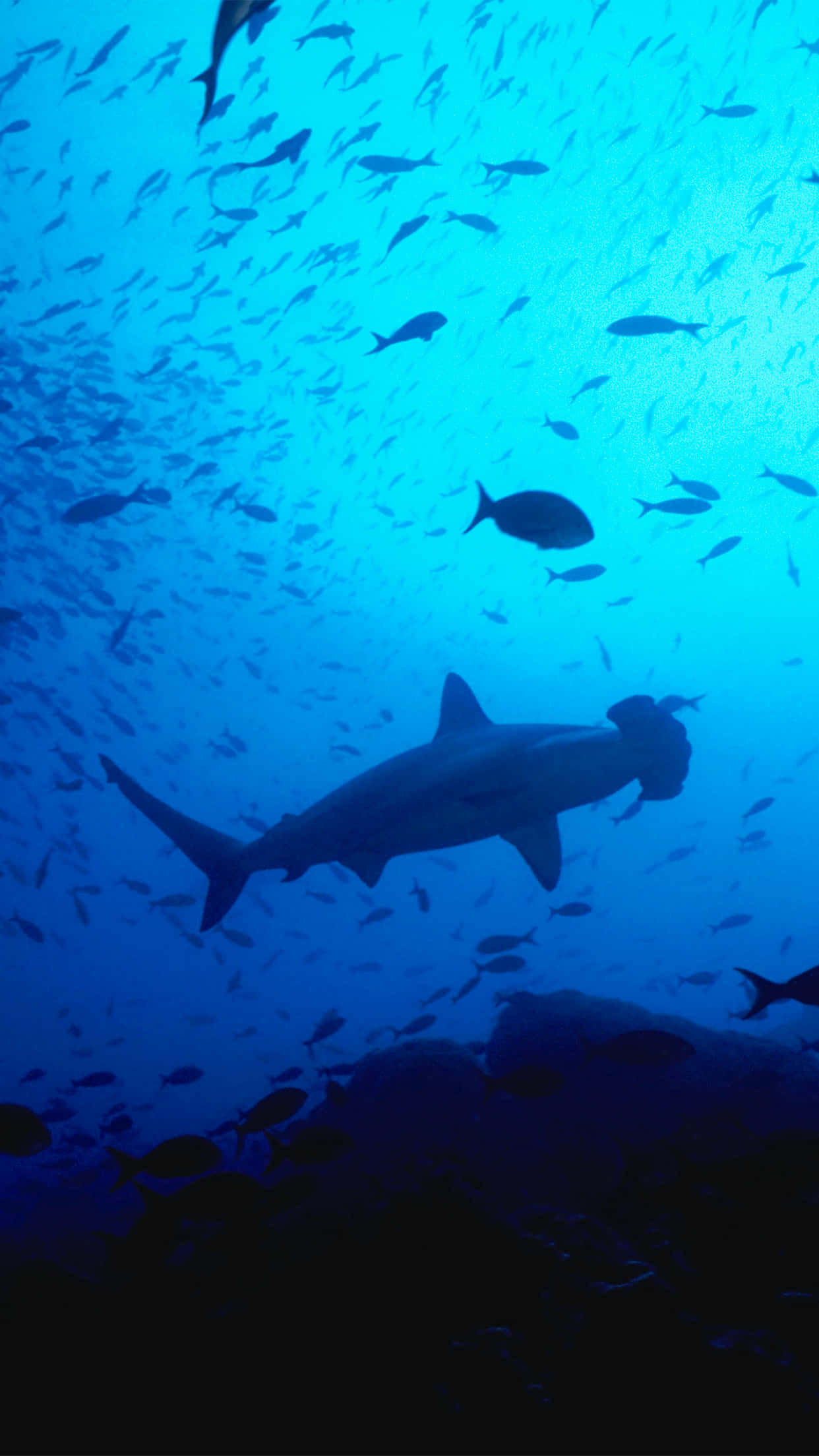 用 Shark iPhone 揭開海洋的隱藏瑰寶 壁紙 — 一條雙髻鯊在深藍色海洋中優雅地滑行，被一群小魚包圍，靠近岩石礁。