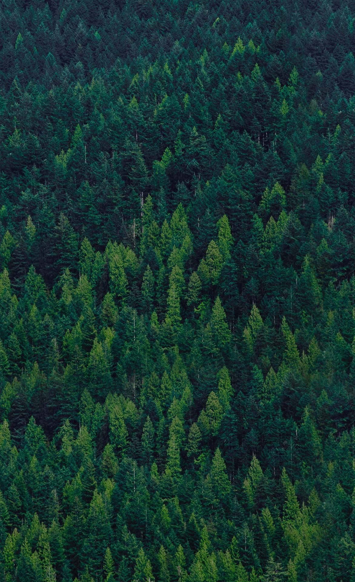 用 Trees iPhone 捕捉大自然的絕美風光 壁紙 — 從高空俯瞰茂密的常綠森林，在柔和自然光下呈現深淺不一的綠色。