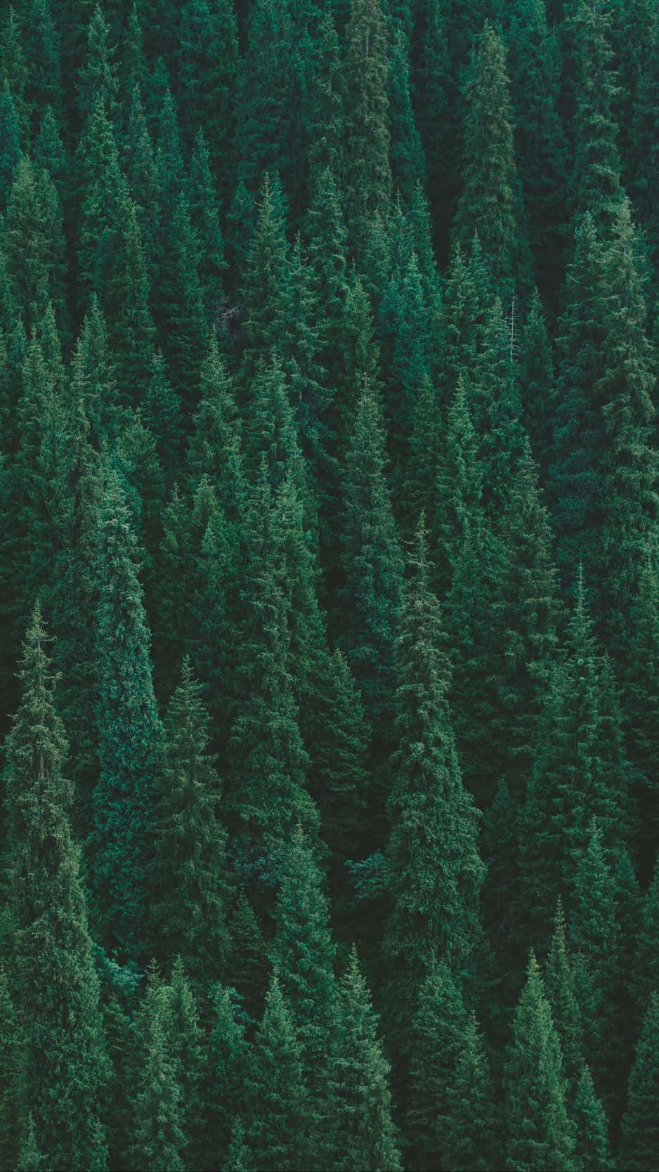 用 Trees iPhone 探索大自然的奇觀 壁紙 — 茂密常綠森林的鳥瞰圖，高大的松樹形成豐富的綠色紋理樹冠。