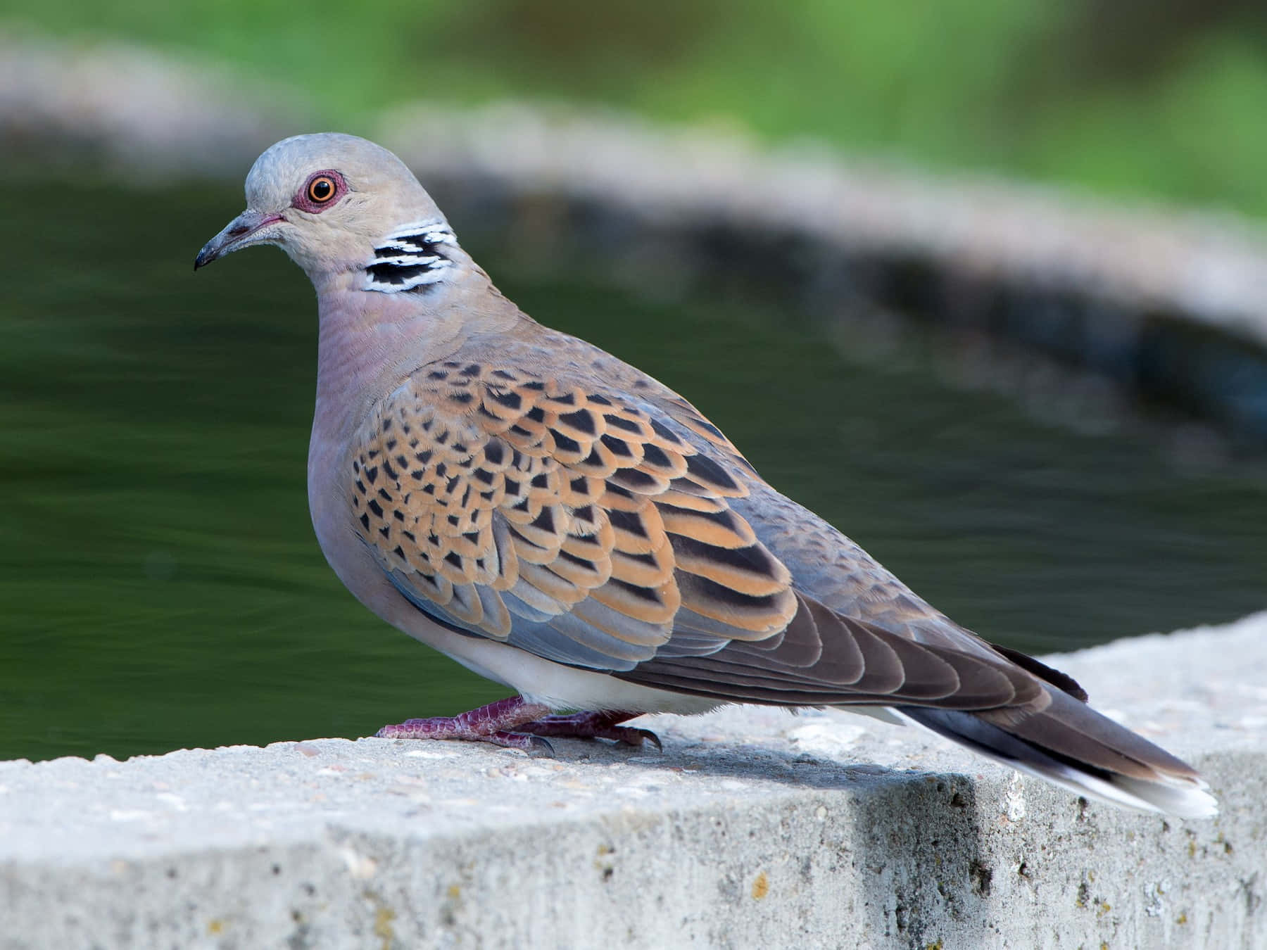 斑鳩棲息在混凝土邊緣近水處