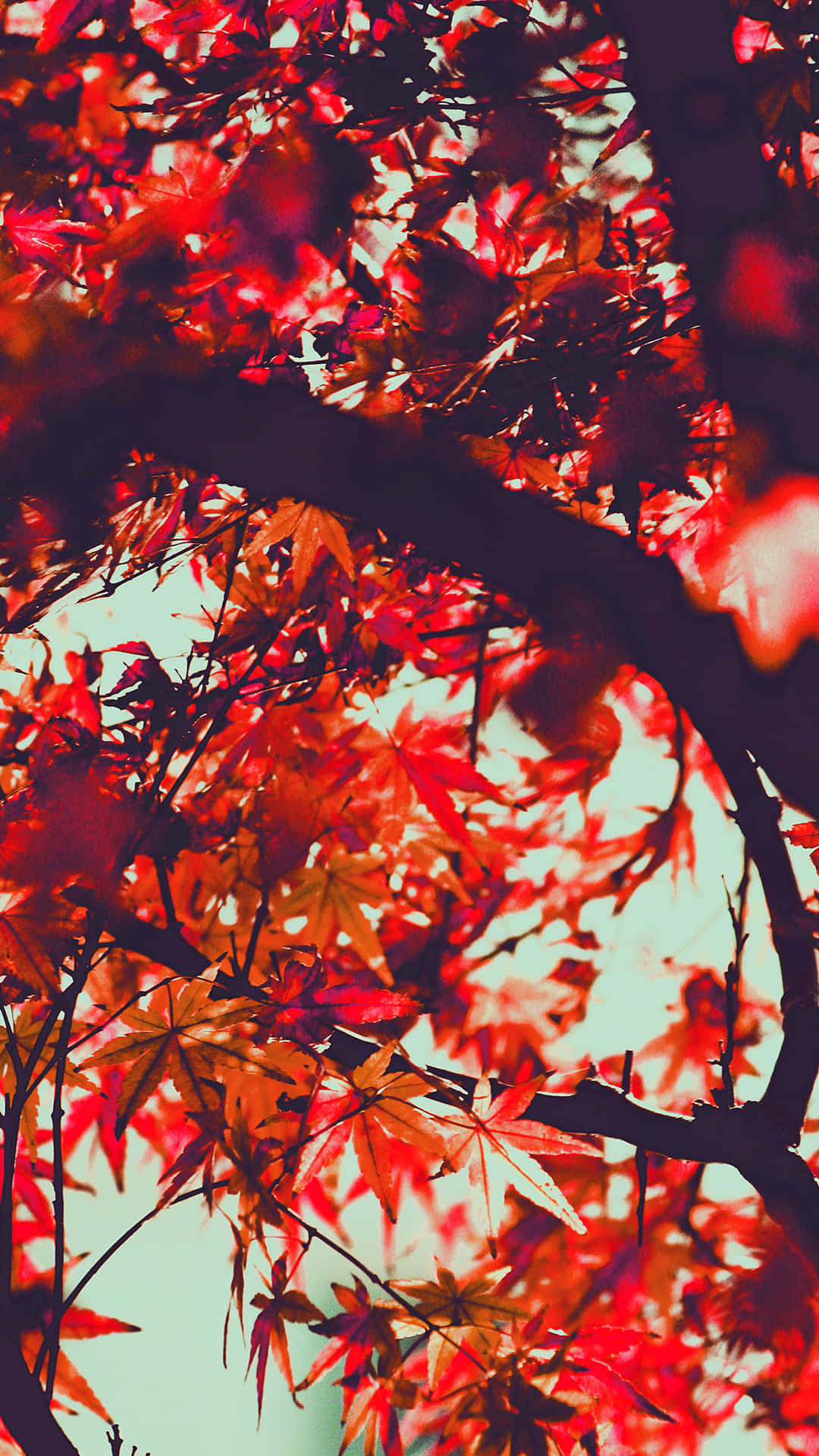 特寫鏡頭：樹枝上的紅色楓葉，背景是柔和天空。