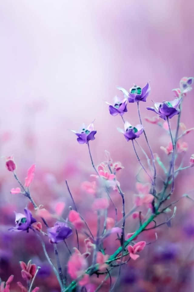 用iPhone花壁紙為你的背景增添亮點 壁紙 — 精緻的紫色花朵，綠色中心，在纖細的莖上綻放，背景是柔和的粉紅色和薰衣草色模糊。
