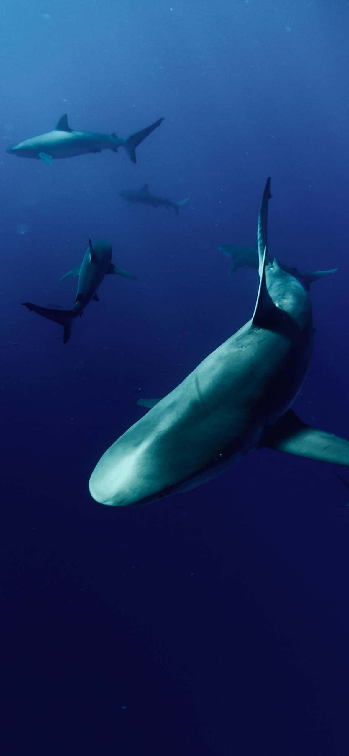 用Shark皮套為你的iPhone賦予獨特風格 壁紙 — 一群鯊魚在深藍色的海水中滑行，陽光從上方穿透而下。