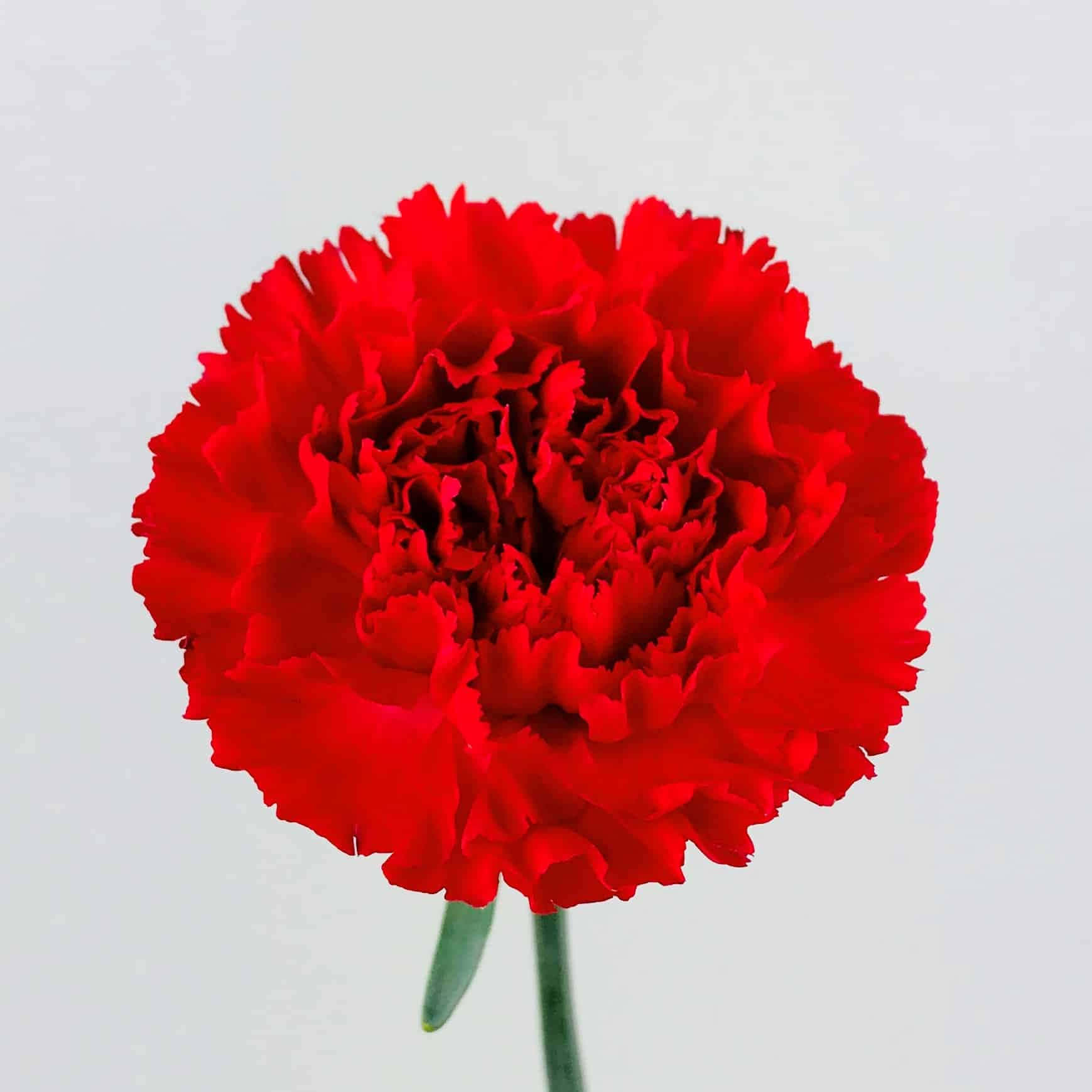 用一束康乃馨為他人帶來歡樂 壁紙 — 一朵鮮紅色的康乃馨，帶有皺褶花瓣，獨自立在柔和的白色背景上。