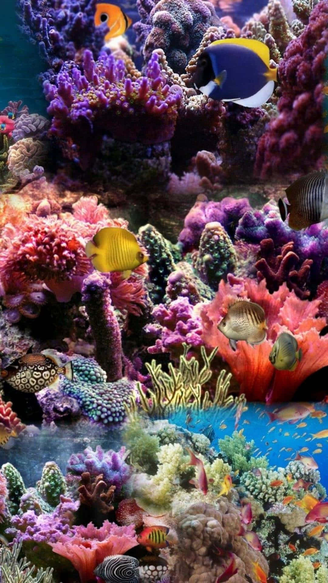 色彩斑斕的珊瑚礁，熱帶魚在水中游動。
