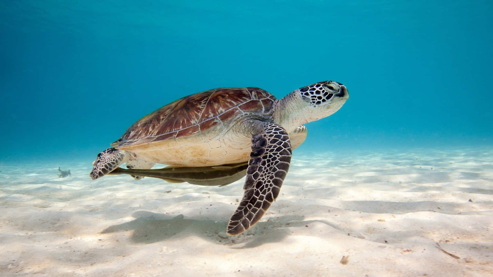 綠海龜在沙質海床上於清澈藍色海水中游泳。