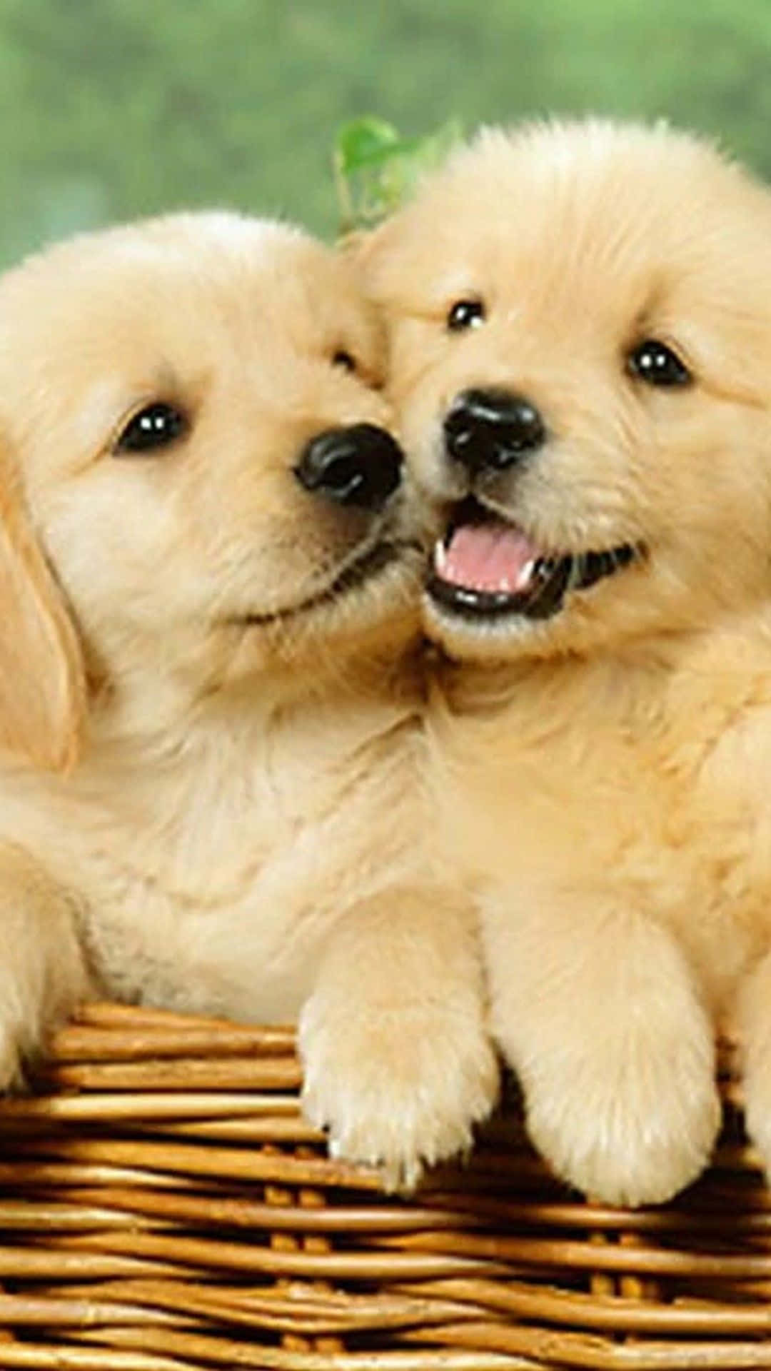 兩隻金毛尋回犬幼犬在柳條籃子裡依偎。