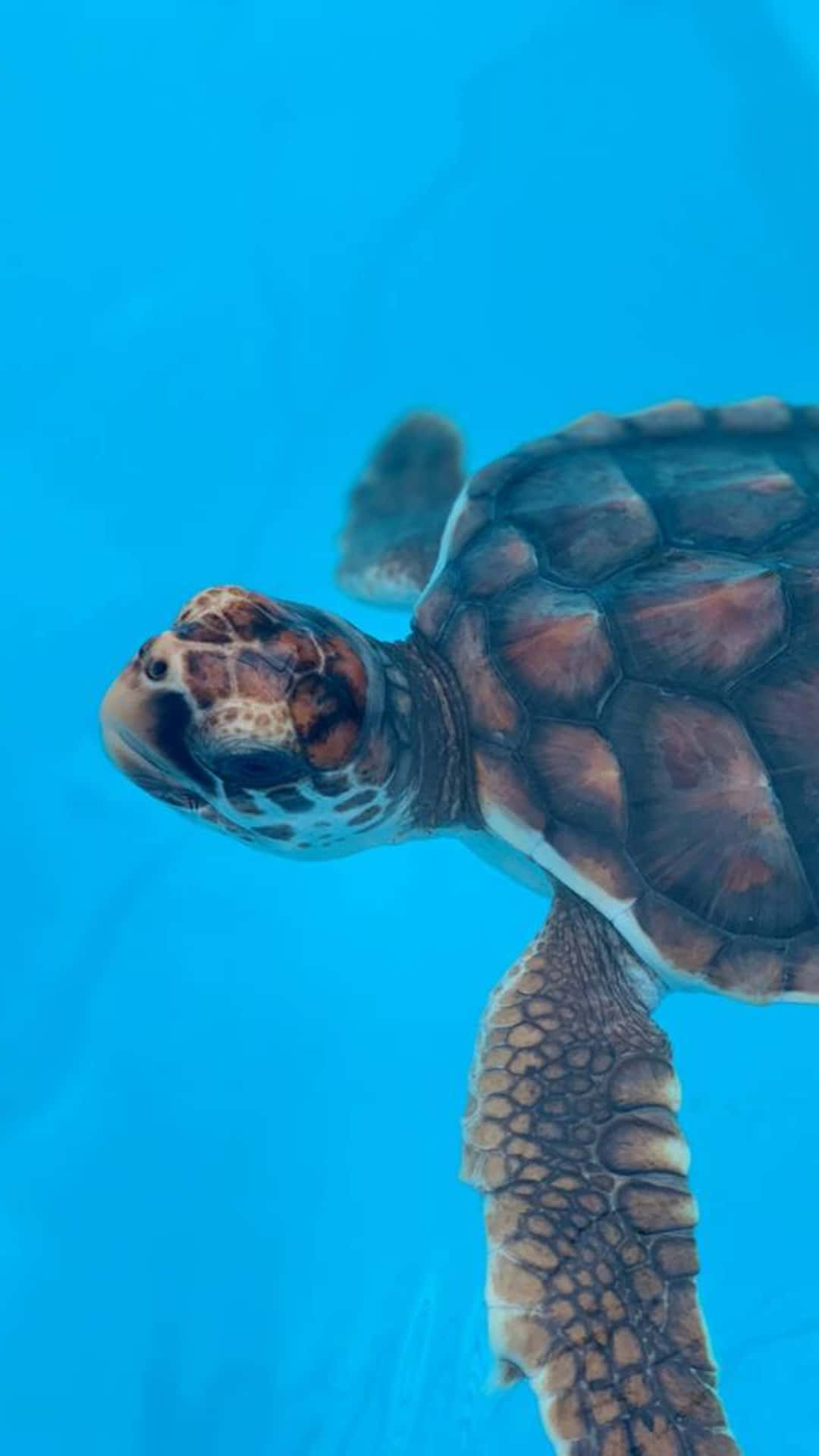 海龜在清澈的藍色海水中游泳