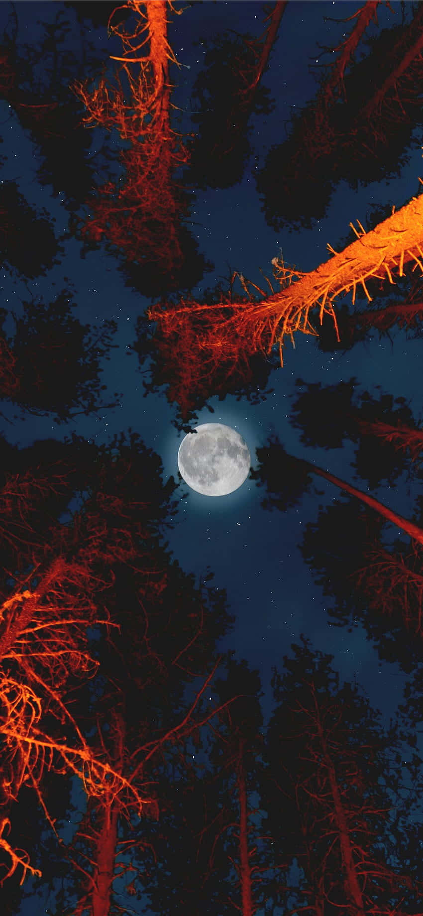用新Moon iPhone欣賞夜空之美 壁紙 — 一輪滿月在繁星點點的夜空下，照耀著帶有發光橙色樹枝的森林樹冠。