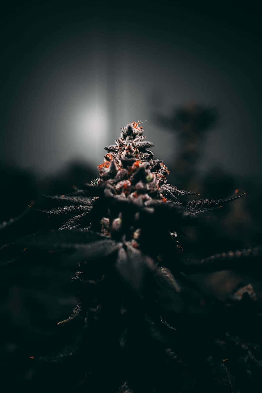 用於製作煙草捲煙的大麻植物生長 壁紙 — 暗色大麻花蕾的特寫，帶有橙色雌蕊，在柔和背光下發光，背景模糊陰暗。