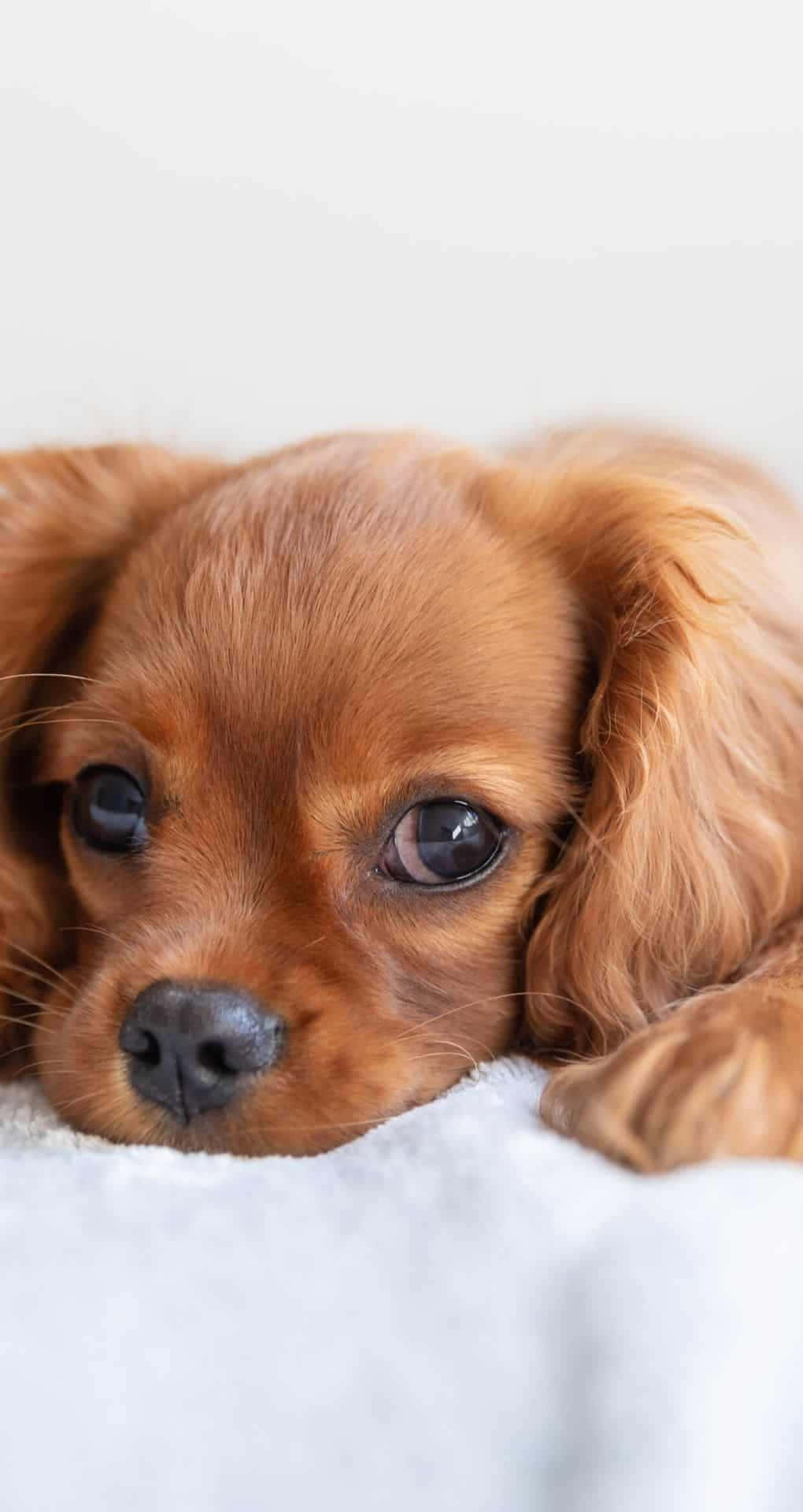 一隻毛茸茸嘅啡色小狗，有對大眼睛，將頭挨喺白色毛氈上。
