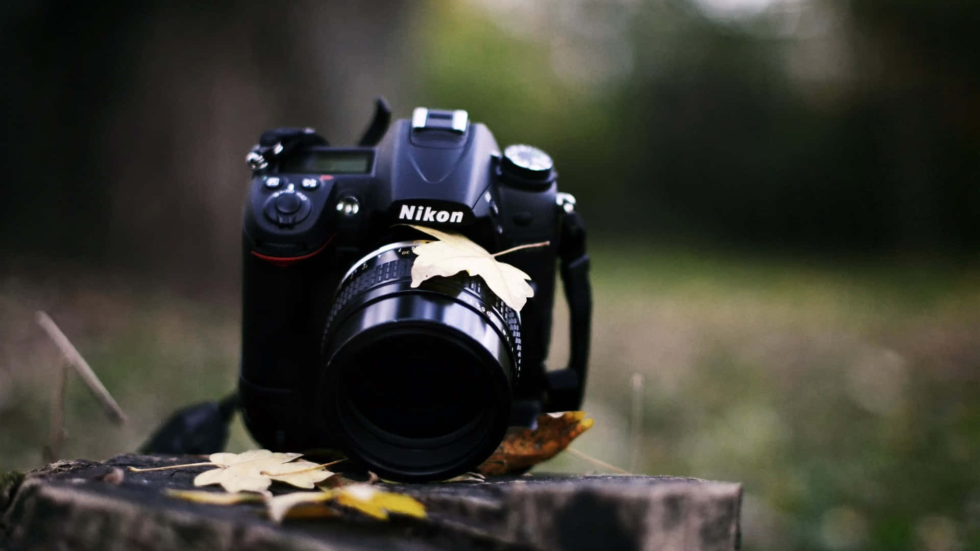 黑色 Nikon 相機放在樹樁上，周圍有秋葉的秋日森林。
