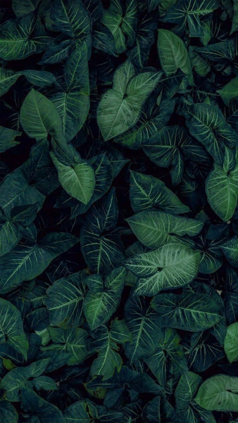 茂密深綠色熱帶樹葉的特寫，葉脈突出。