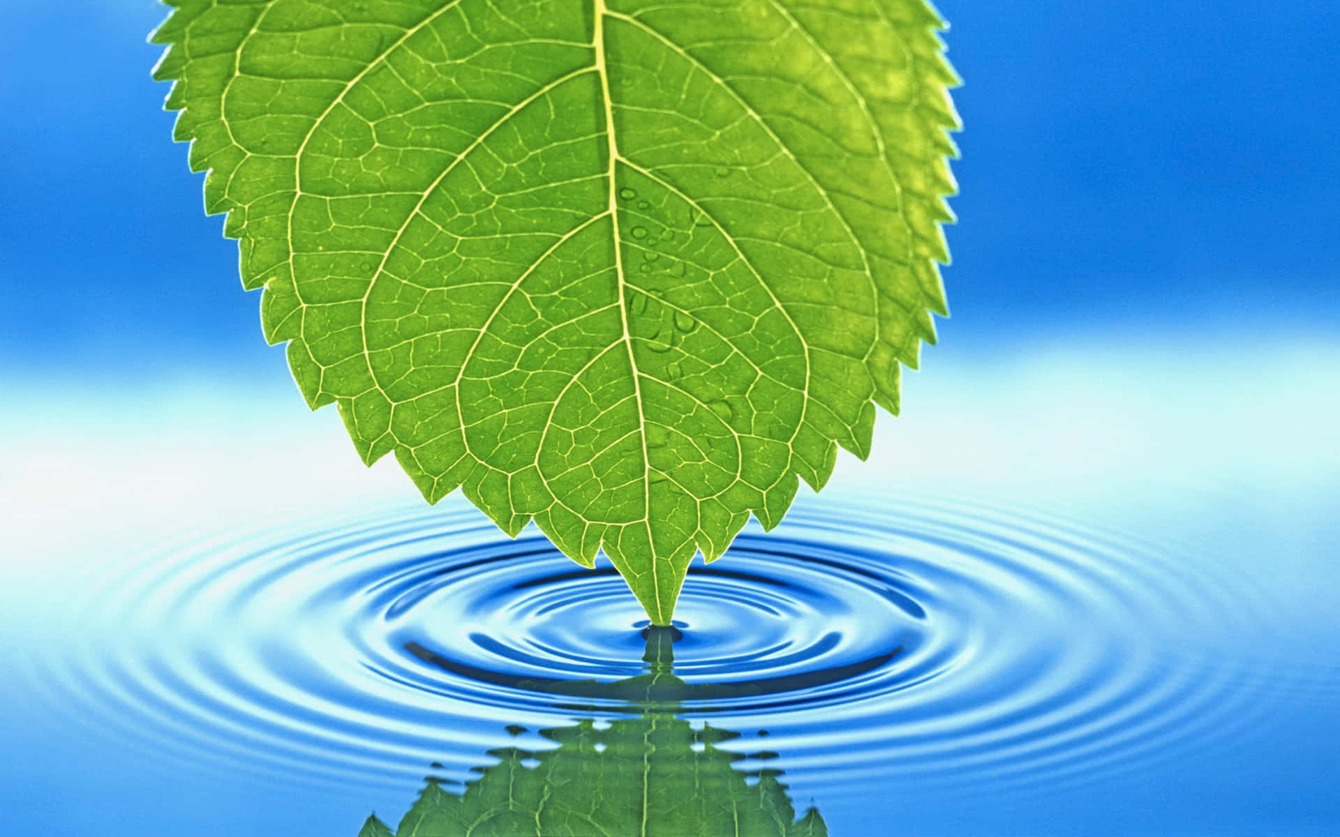 一片綠葉將水滴入藍色水池中，形成漣漪和反射。