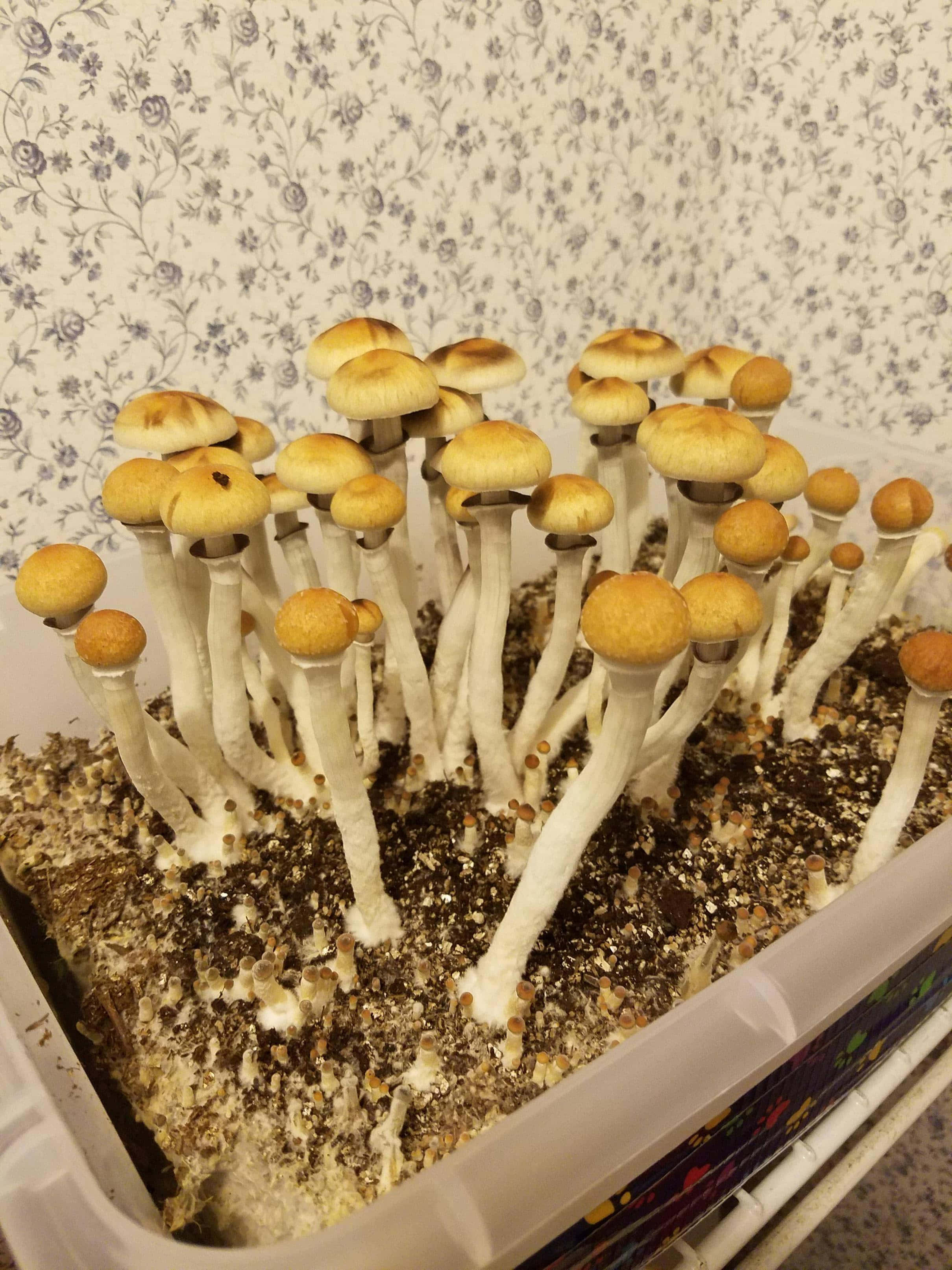 「用魔法蘑菇挖掘隱藏之美」 壁紙 — 一簇金色帽蘑菇在塑膠托盤中生長，背景是花卉牆紙。