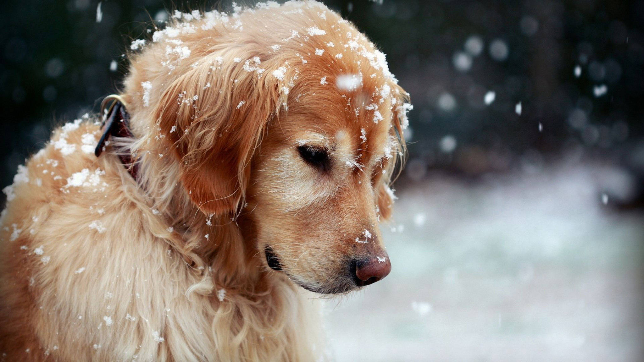 田園培育沙田犬幼犬 壁紙 — 一隻金毛尋回犬，毛上沾著雪花，在雪花輕輕飄落的冬日場景中平靜地凝視。
