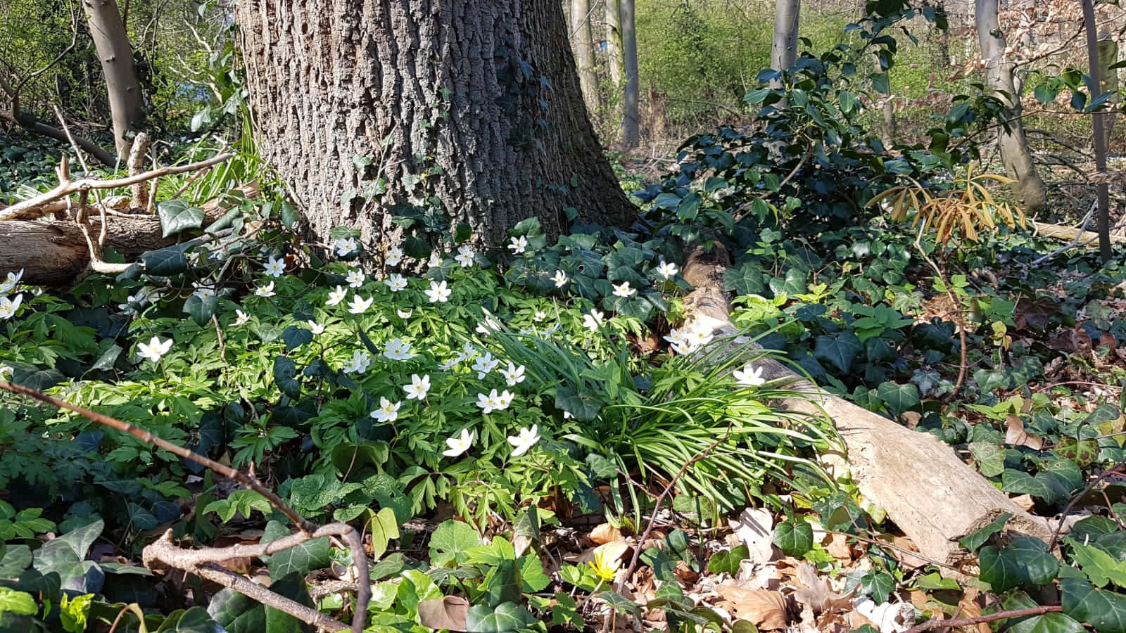 田園小屋風格背景 壁紙